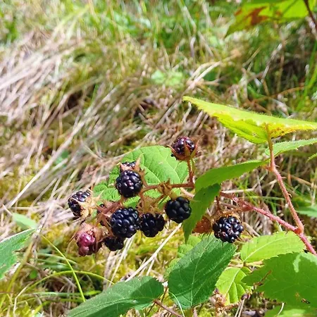 Casa de Férias Almhorizont Beim Oberen Kreuzer